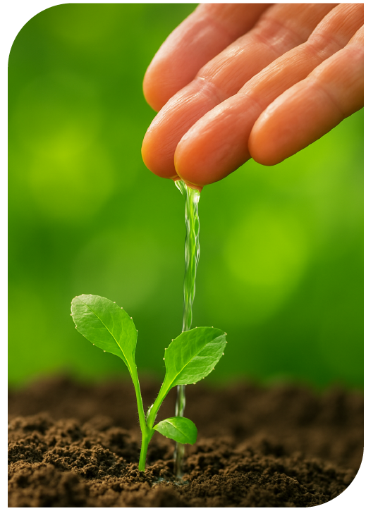 wit web proyectos experiencia